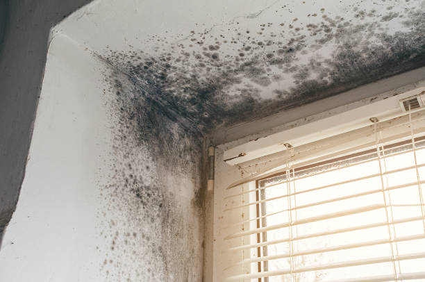 Affordable Attic Mold Remediation solutions in Warren, MI